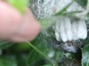 Yponomeute, cocons bien l'abri