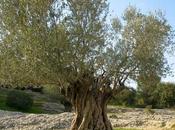 L'éternité l'espérais, Albert Camus