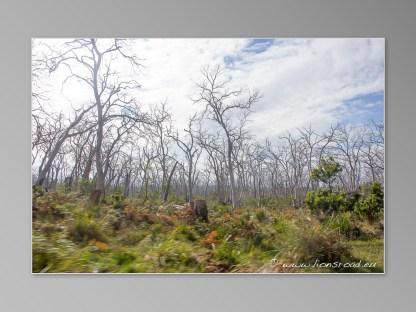 Australie Great Ocean Road GOR forêt blanche cape otway