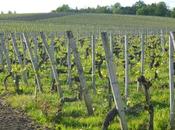 Visite-dégustation château Fleur Cardinale Saint Emilion Grand Classé