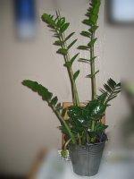 Zamioculcas_fleur_01