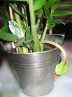 Zamioculcas_fleur_03