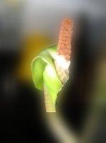 Zamioculcas_fleur_04