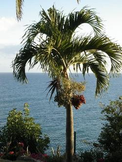 Palmtreegwada