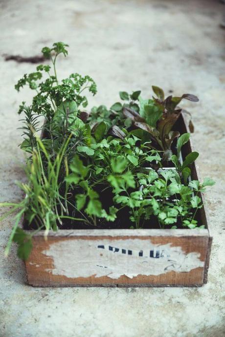 13 idées pour planter des herbes aromatiques en intérieur