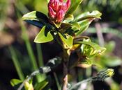 Fleurs Alpes entre l´Herzogstand Heimgarten