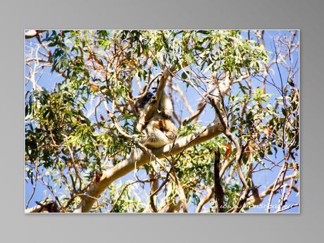 Australie Great Ocean Road GOR cape otway koala