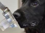 DIABÈTE, HYPOGLYCÉMIE: S'inspirer flair chien pour détecter Diabetes Care