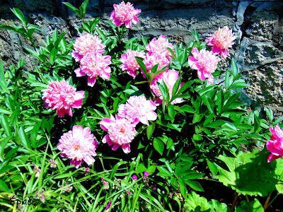 Nacho à la patate douce et aux haricots noirs