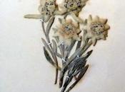 Fleurs Alpes: edelweiss l´Empereur François-Joseph