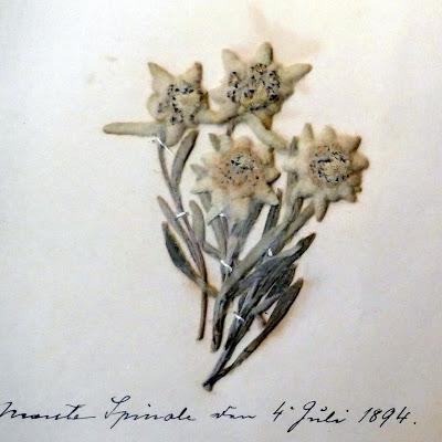 Fleurs des Alpes: les edelweiss de l´Empereur François-Joseph Ier