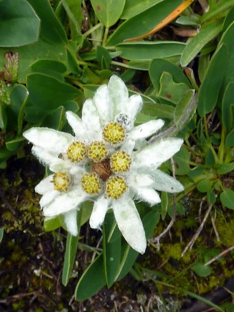 Fleurs des Alpes: Edelweiss Etoile des neiges