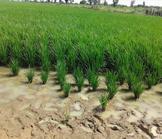 Mali : Des subventions agricoles aux effets pervers