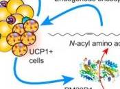 OBÉSITÉ: enzyme capable d'induire perte poids? Cell