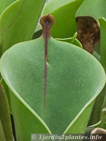 Une plante carnivore de tourbière: l'heliamphora