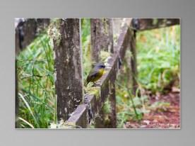 Australie Great Ocean Road GOR Melba Gully oiseau