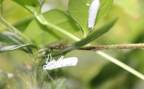 f yponomeute 3 juil 2016 033.jpg