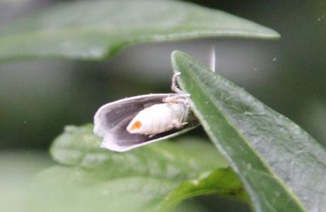 b yponomeute 3 juil 2016 024.jpg