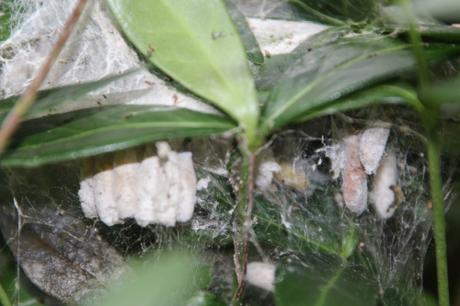 3 yponomeute veneux 24 juin 2016 018.jpg