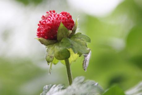 z5 yponomeute 3 juil 2016 044.jpg