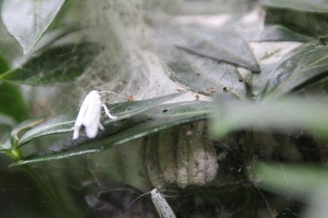 yponomeute 3 juil 2016 008.jpg