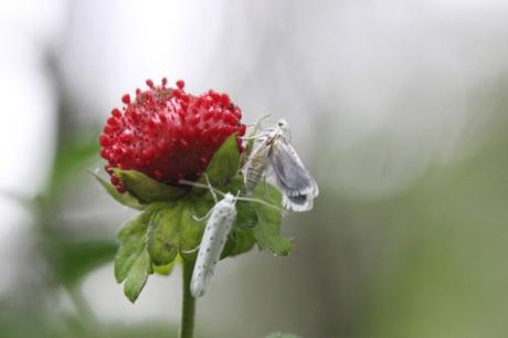 z3 yponomeute 3 juil 2016 067.jpg