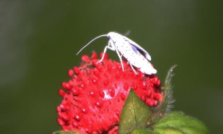 g yponomeute 3 juil 2016 035.jpg