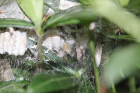 2 yponomeute veneux 24 juin 2016 019.jpg