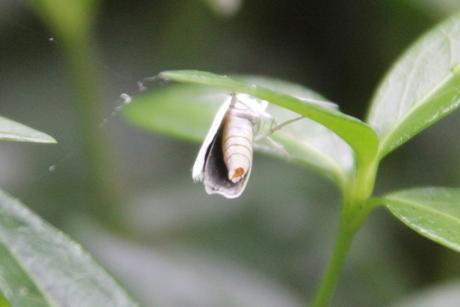 yponomeute 3 juil 2016 020.jpg