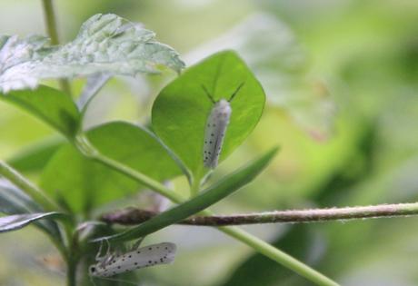 d yponomeute 3 juil 2016 030.jpg