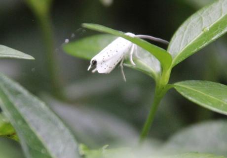 a yponomeute 3 juil 2016 021.jpg