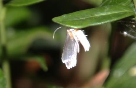 z7 yponomeute 3 juil 2016 077.jpg