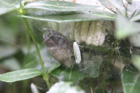 yponomeute 3 juil 2016 004.jpg