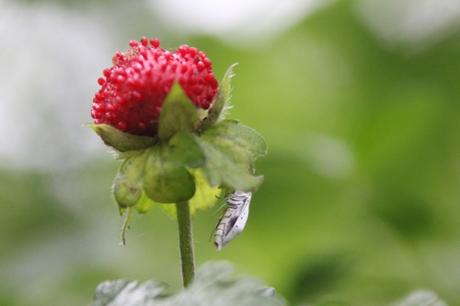 z6 yponomeute 3 juil 2016 050.jpg