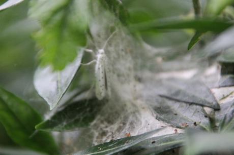 yponomeute 3 juil 2016 009.jpg