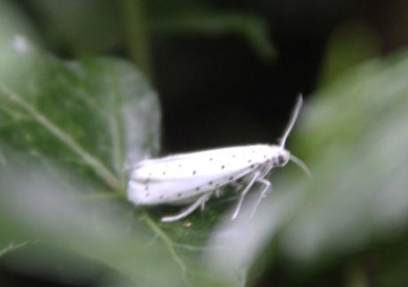 yponomeute 3 juil 2016 006.jpg