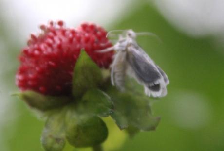 z2 yponomeute 3 juil 2016 062.jpg