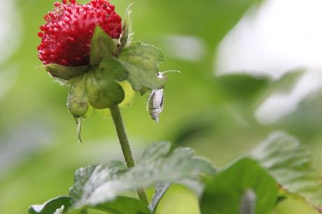 z4 yponomeute 3 juil 2016 038.jpg