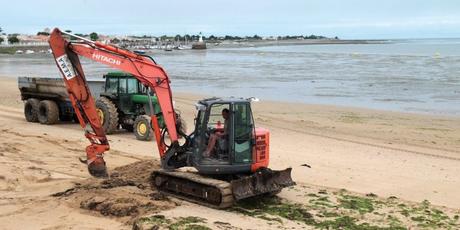 Plage de l’Arnérault, la pelle mécanique de l’Association des étangs et marais de l’île de Ré passe tous les jours, depuis une grosse semaine, pour enlever le tapis d’algues vertes.