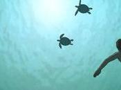 {Ciné} tortue rouge jungle