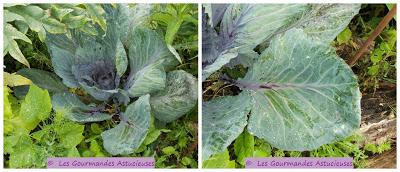 Roulés de chou rouge aux lentilles et au boulgour (Vegan)