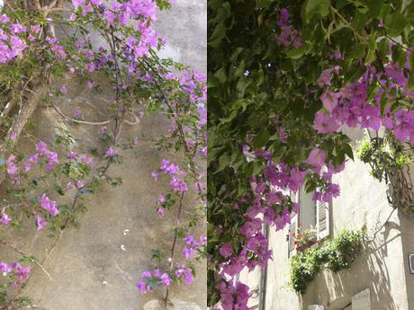 La Provence en Fleurs