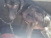 Julio galgo noir trouvé attaché porte notre refuge matin