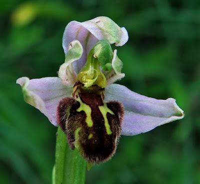 Ophrys apifera var. botteronii