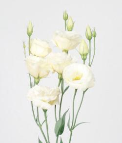 Lysianthus Blanc_reference