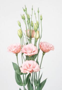 Lysianthus Rose-Pale_reference