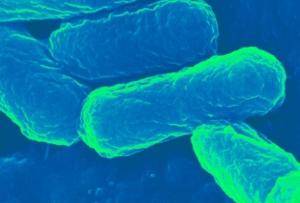 VACCINATION: La capsule nouvelle génération, mi E. coli, mi poly – Science Advances