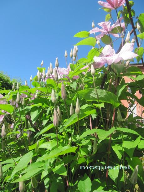 France - méli mélo de Juin