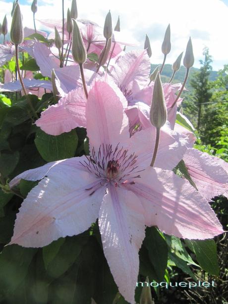 France - méli mélo de Juin