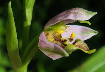 Ophrys apifera curviflora